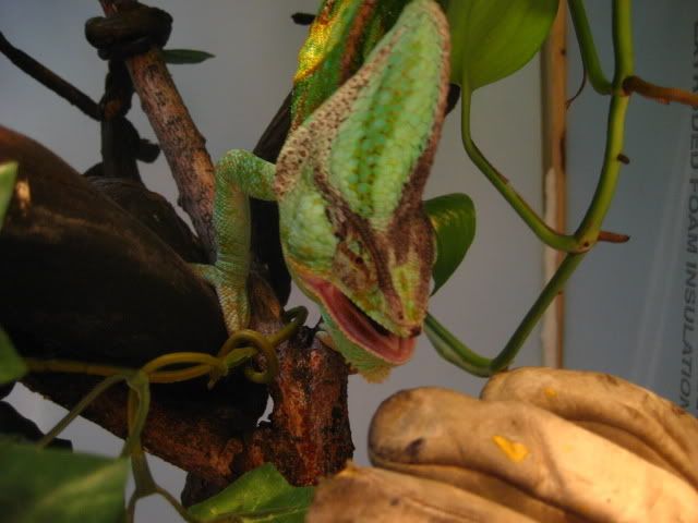 MoreOggie020.jpg