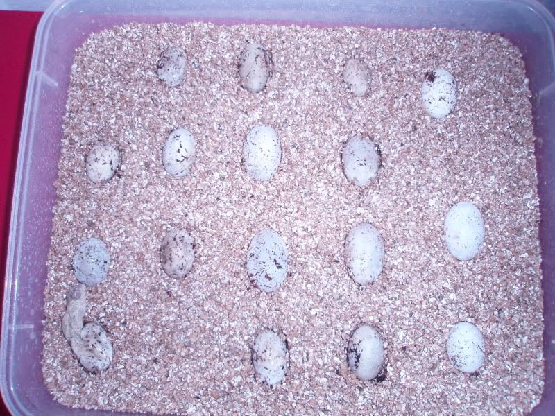 Newbabies.jpg
