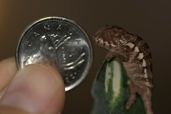 hatchling_2_081909.jpg