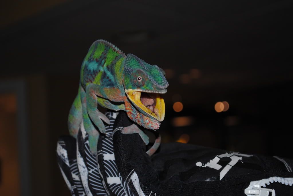 DSC_0211.jpg