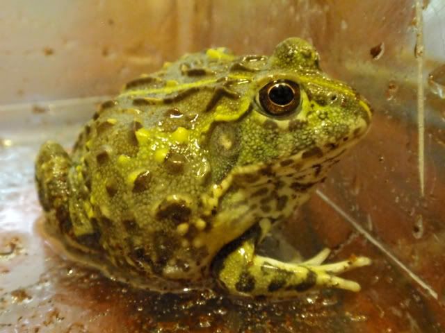 frog2.jpg