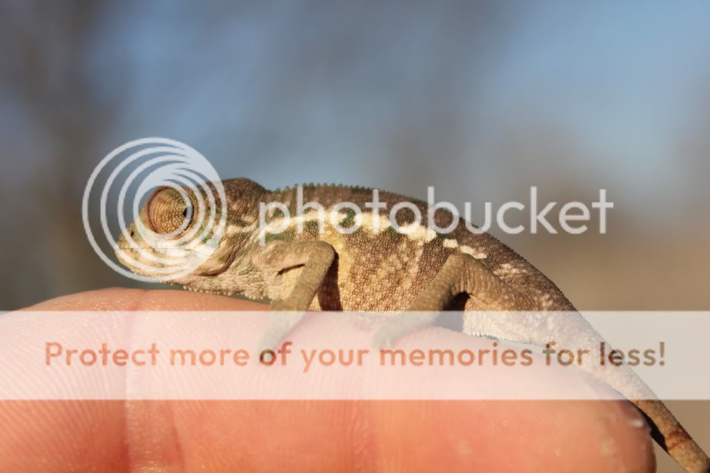 Chamandbugpics152.jpg