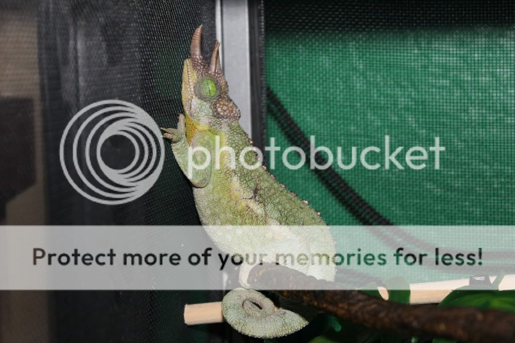 Chamandbugpics137.jpg