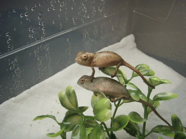 MyChameleons159.jpg