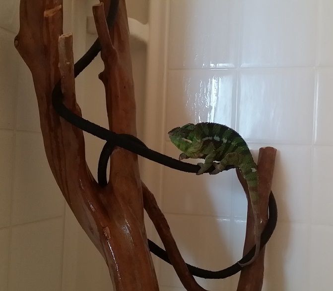 GeorgeShower.jpg