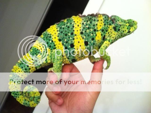 MELLER.jpg