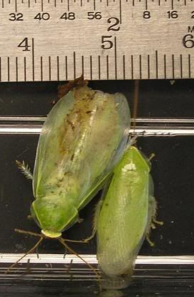 panchlora2.jpg