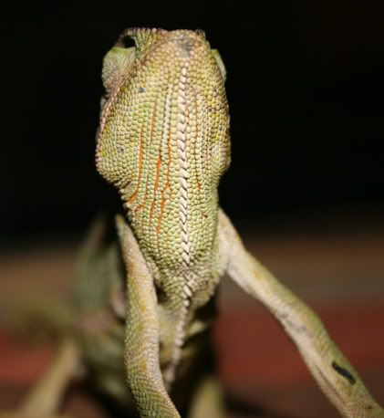 cham017.jpg