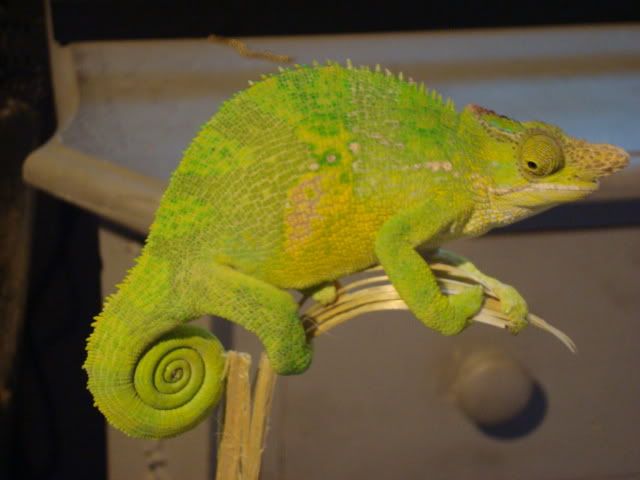 newpicswithreptilesforcraigslist045.jpg