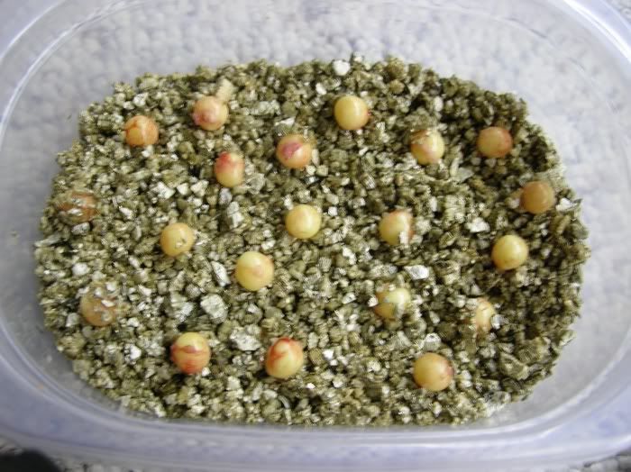 eggs1.jpg