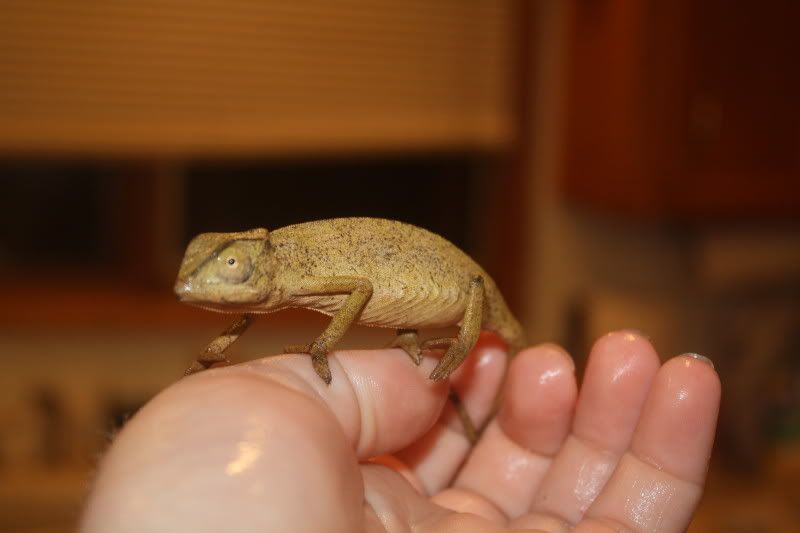 rango.jpg