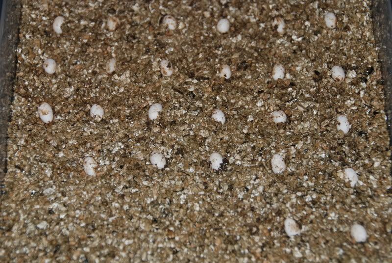 20070814001.jpg
