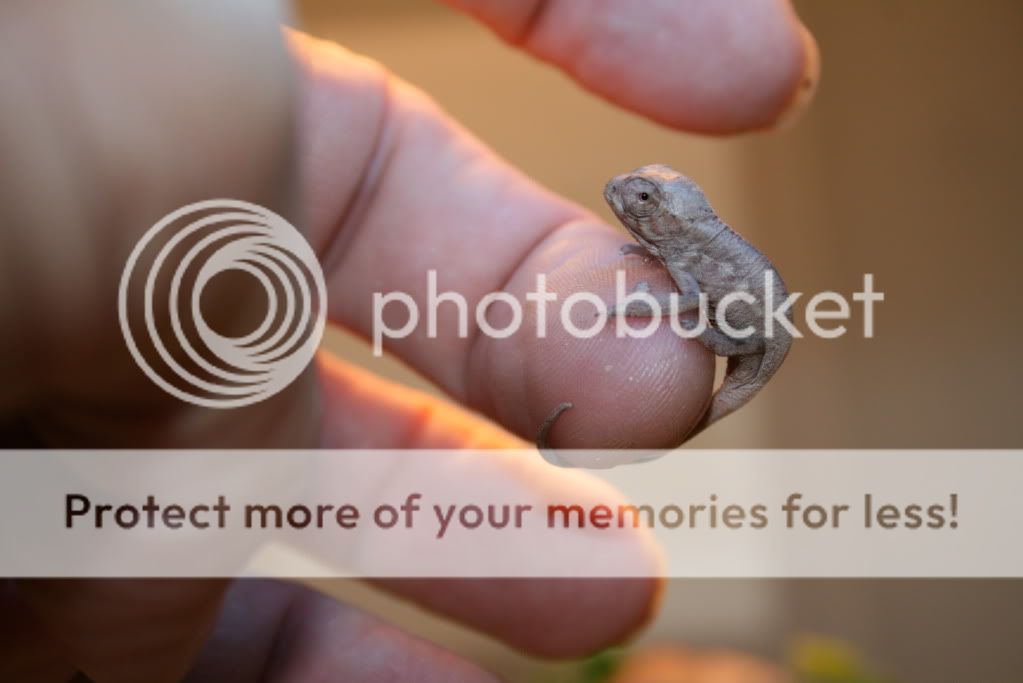 eospics9-19-09008-3.jpg