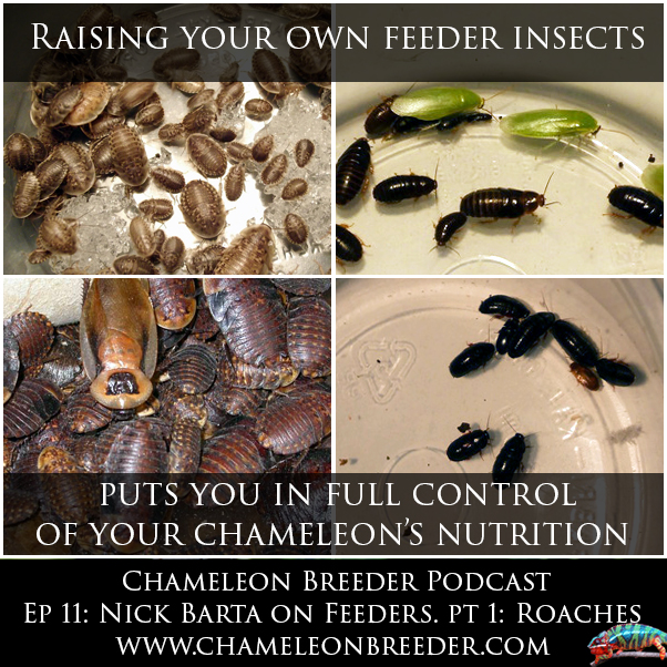 Ep-11-Nick-Barta-and-Roaches.jpg