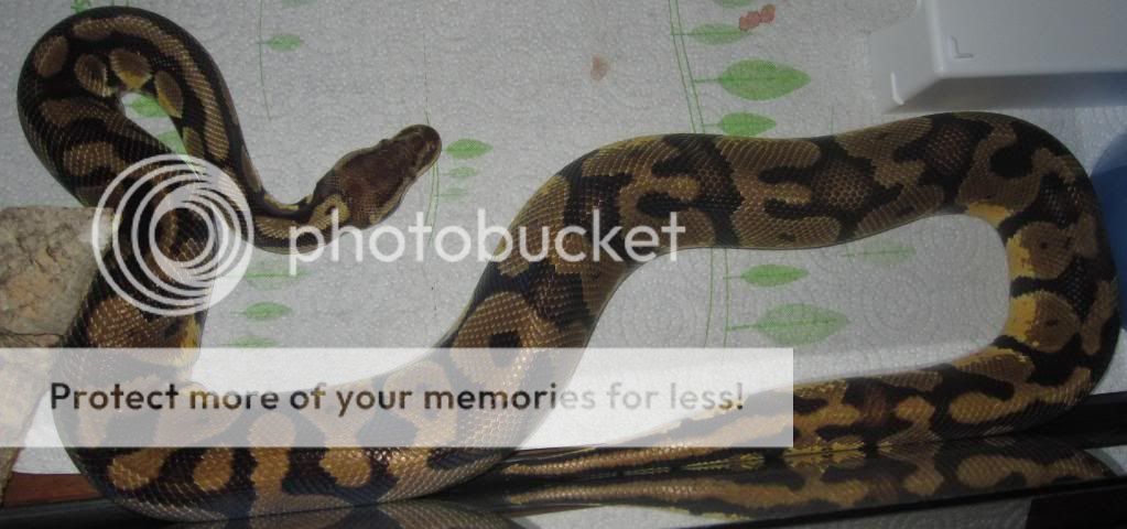 deidaresandsnake015_crop.jpg