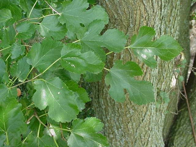 mulberryleaves.jpg