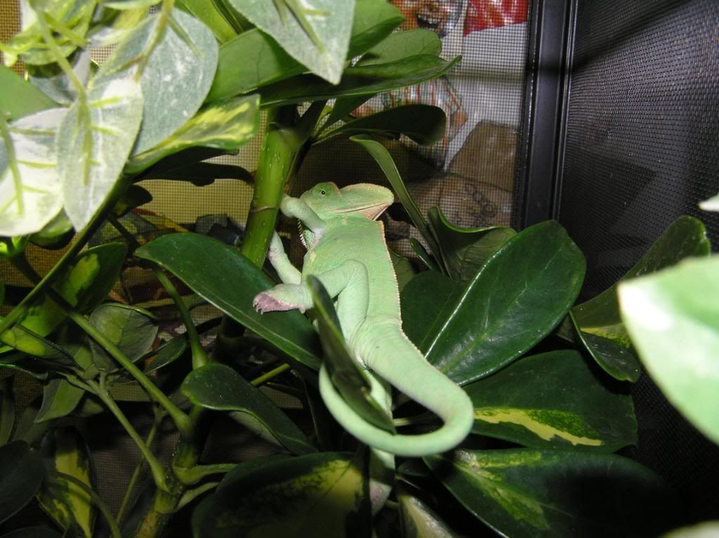 1-9-10Geckosdragonschamsandhatch-6.jpg