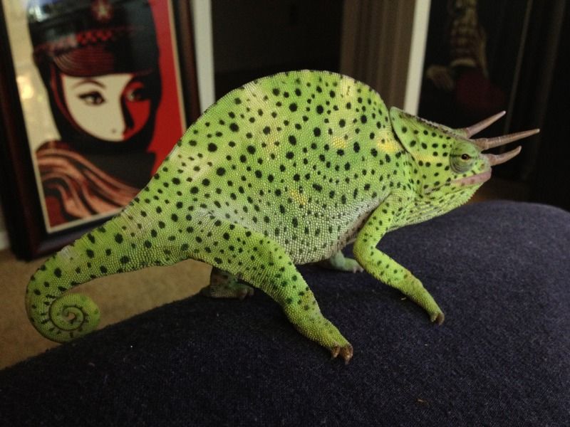 spots.jpg