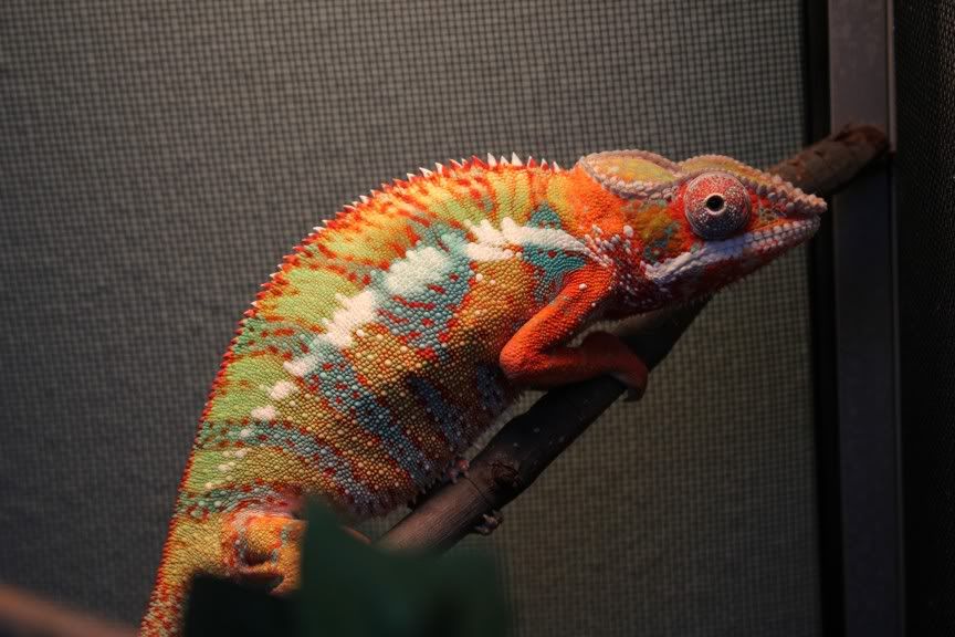 ambilobe4.jpg