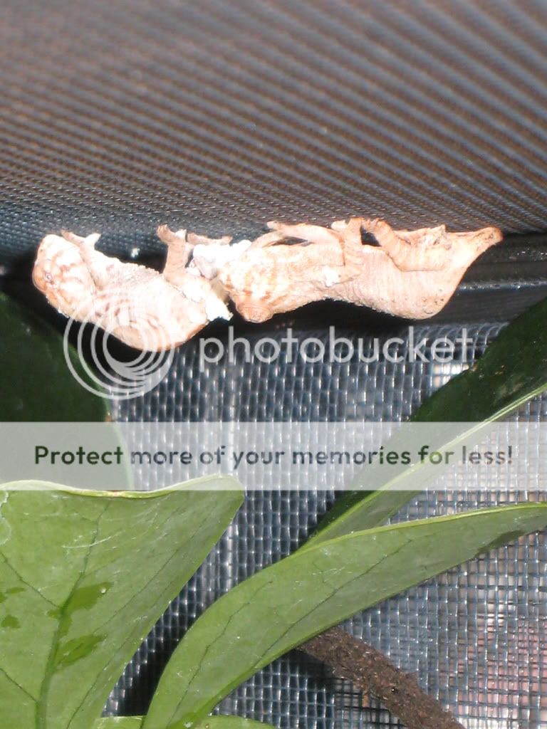 Picture110408018.jpg