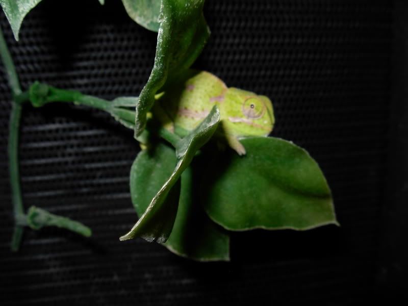 DSCN8670.jpg