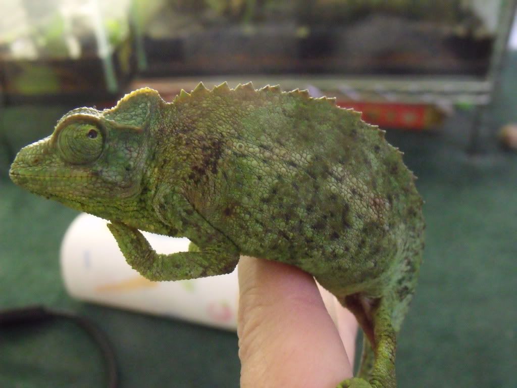 2010_0427chams0013.jpg