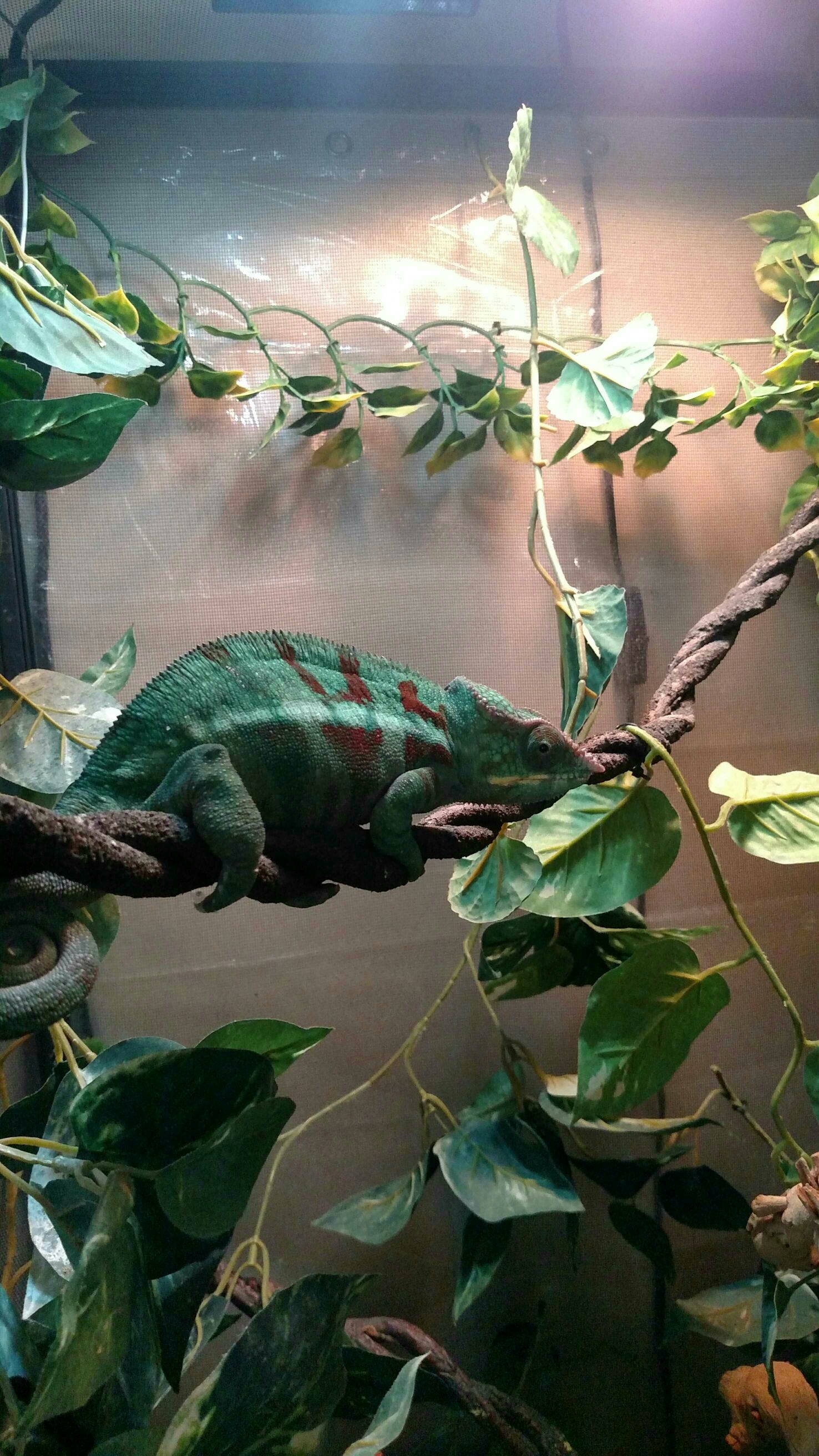 Chameleon keeps falling | Chameleon Forums