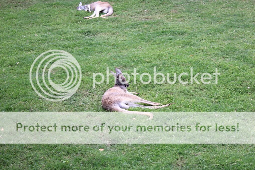 Dayattheftworthzoo124.jpg