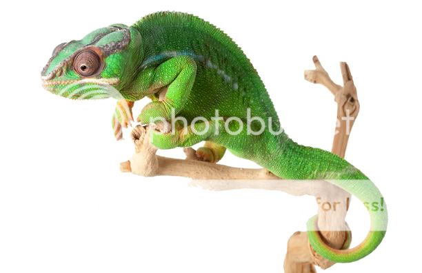 PantherChameleon52.jpg
