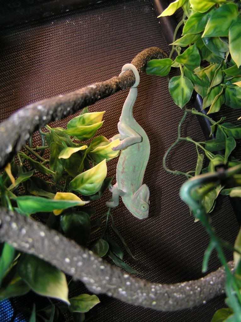 1-9-10Geckosdragonschamsandhatch-3.jpg