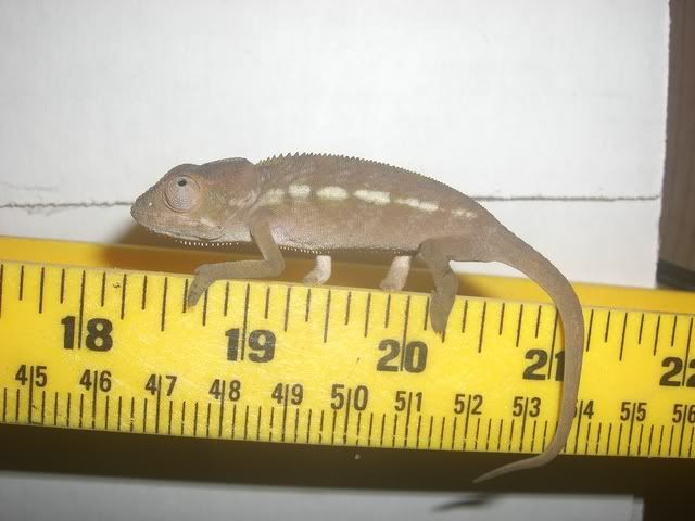 female3.jpg