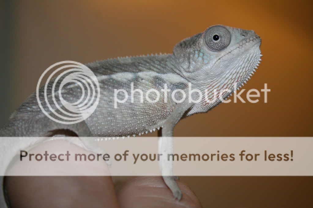 eospics9-19-09006-6.jpg