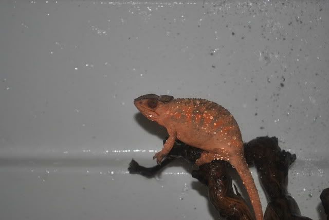 DSC_00515.jpg