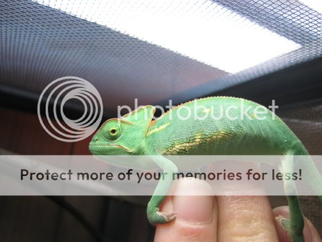 Picture031.jpg