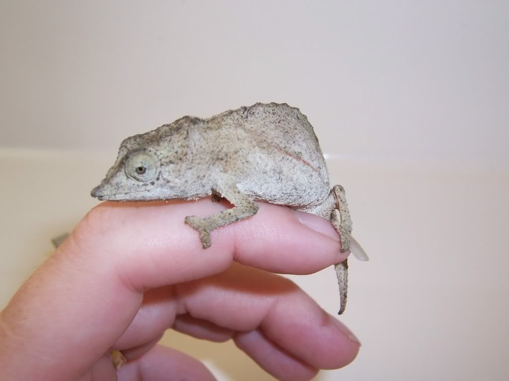 cham2.jpg
