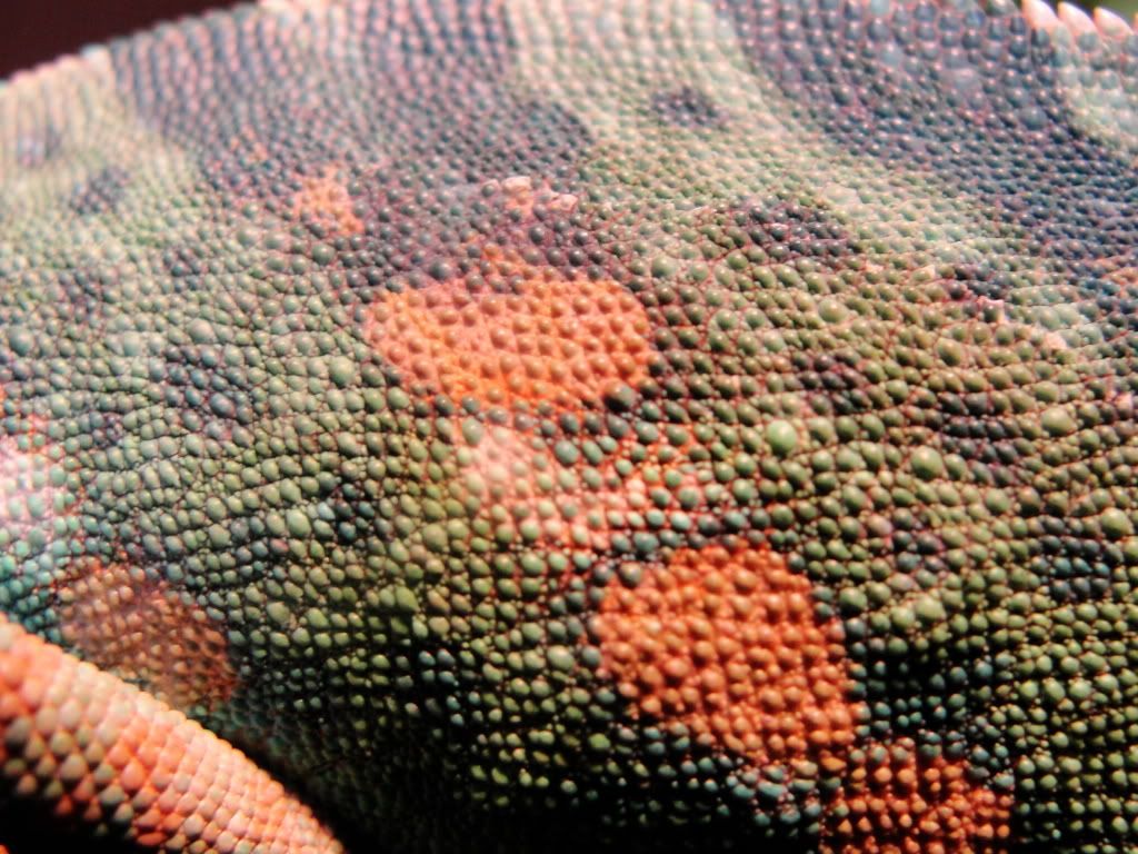 DSC00104.jpg