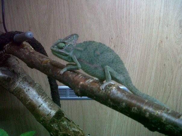 chameleon3_zps30b60101.jpg