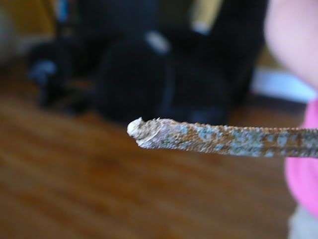 P1030101.jpg