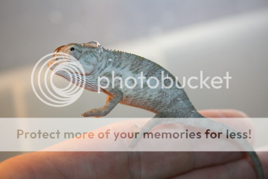 tritonfalybabies004.jpg