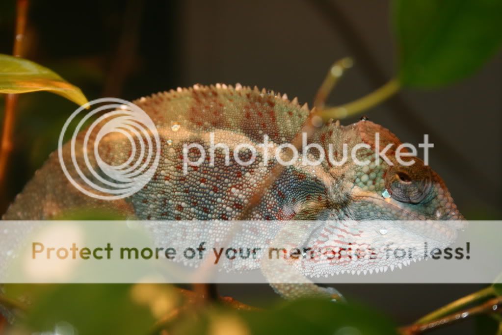outsideppics8-08-09028-2.jpg