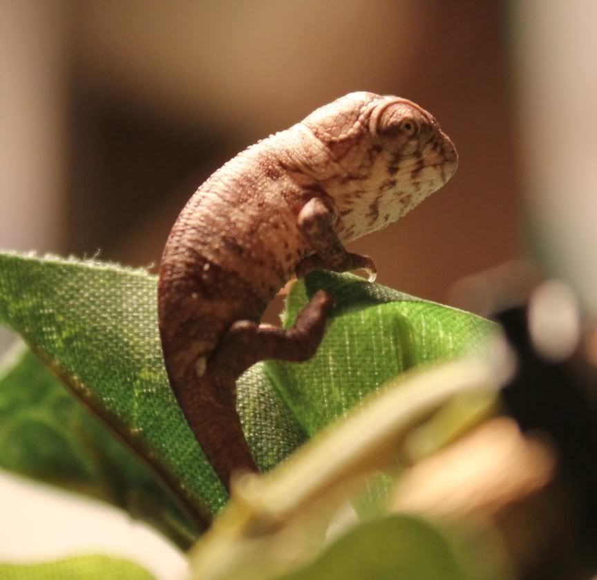 babyfaly2.jpg