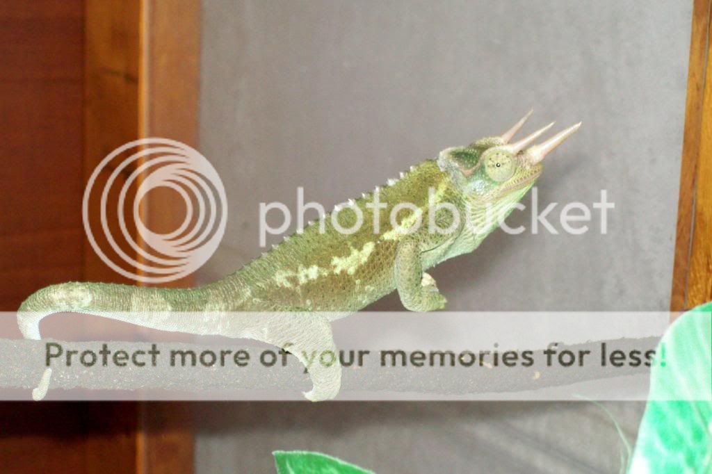 Trident1_zps8db5774d.jpg