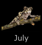 7jul.jpg