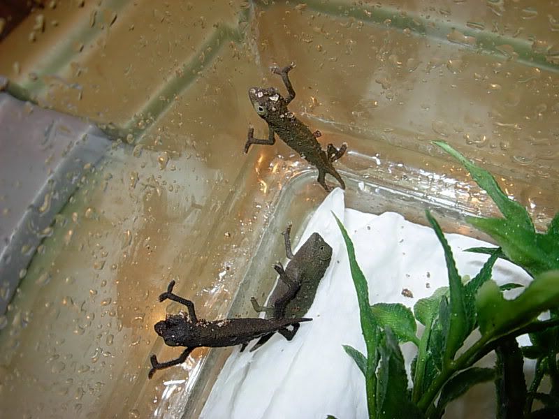 DSCN1658.jpg