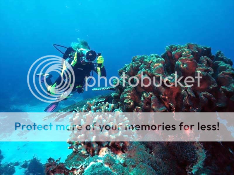 dive05.jpg