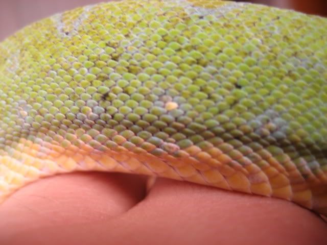 NIckspics043.jpg