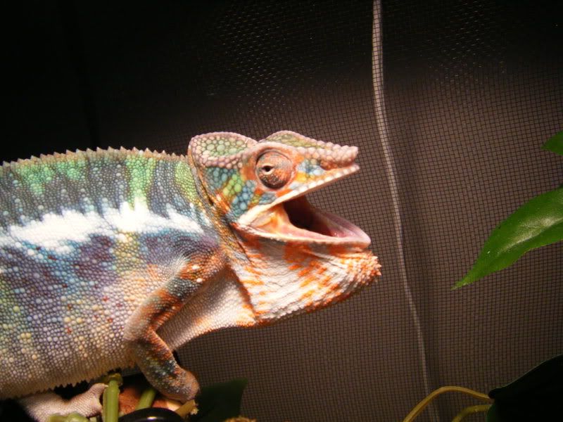 2008_0606chams0027.jpg