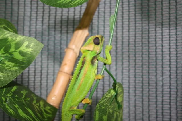 pumilum006.jpg