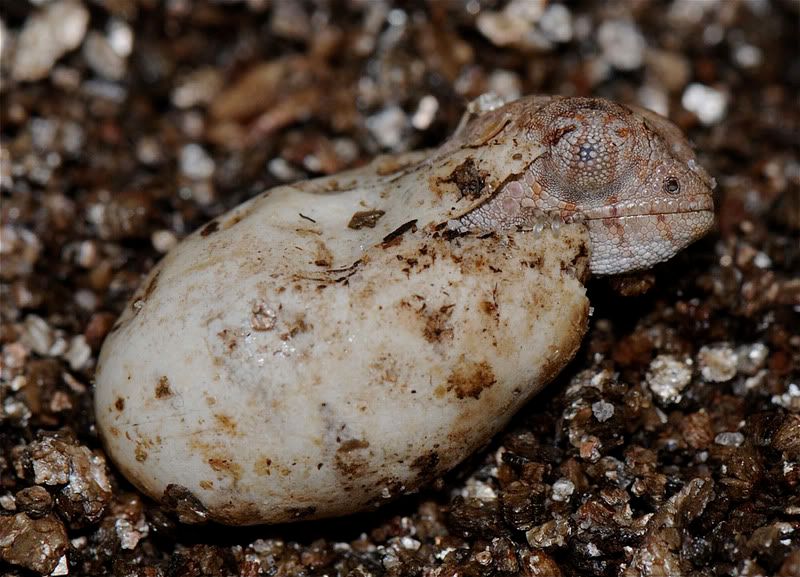 HatchPB.jpg