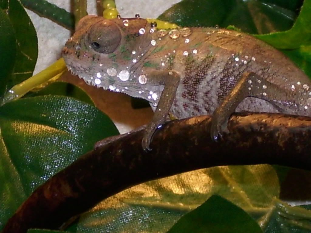 Chameleon005.jpg